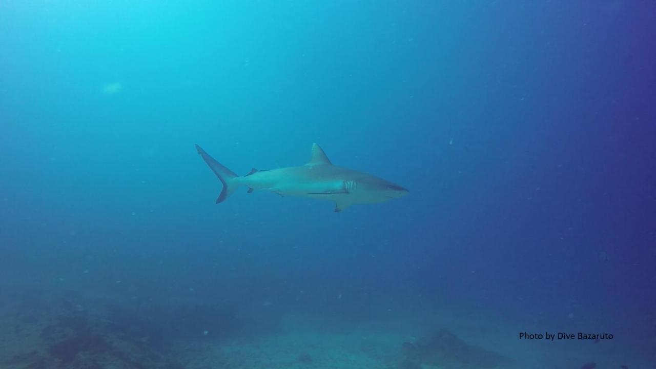 Dolphin Dhow Beach Safaris Vilanculos Exterior photo
